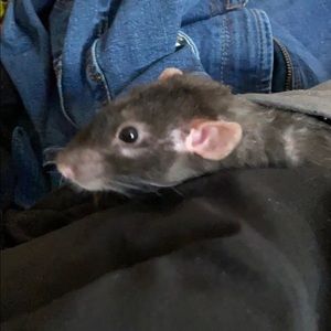 Meet your Posher, Joshua